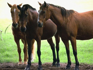 Картинка животные лошади