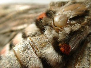 Картинка животные насекомые