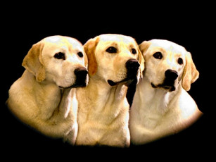 Картинка животные собаки