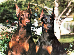 Картинка животные собаки