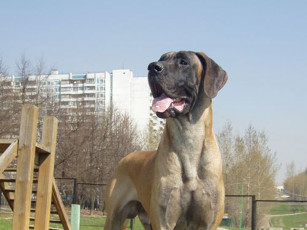 Картинка животные собаки