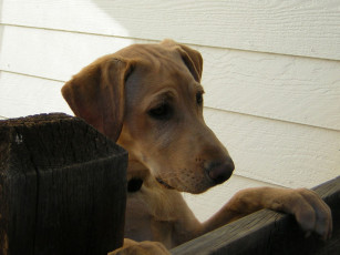 Картинка животные собаки