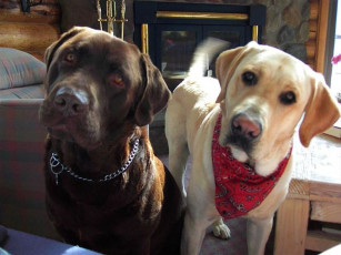 Картинка животные собаки