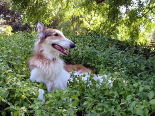 Картинка животные собаки