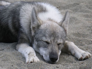 Картинка животные собаки