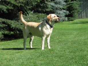 Картинка животные собаки