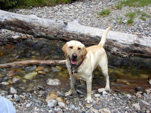 Картинка животные собаки