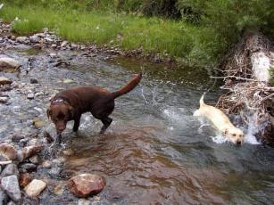 Картинка животные собаки