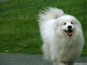 Картинка животные собаки