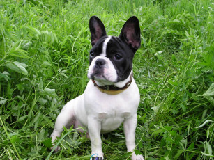 Картинка животные собаки