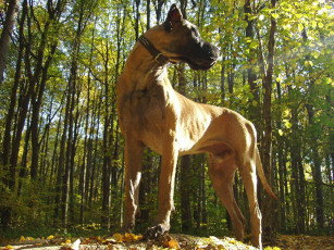 Картинка животные собаки