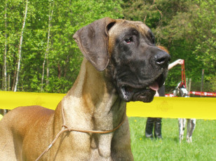 Картинка животные собаки