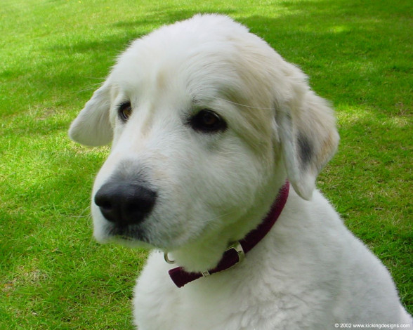 Обои картинки фото животные, собаки