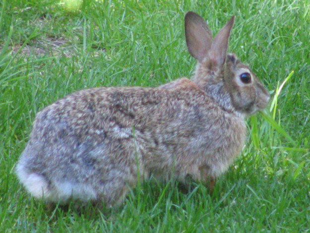 Обои картинки фото животные, кролики, зайцы