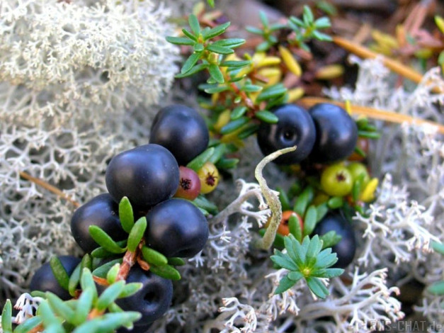 Обои картинки фото 