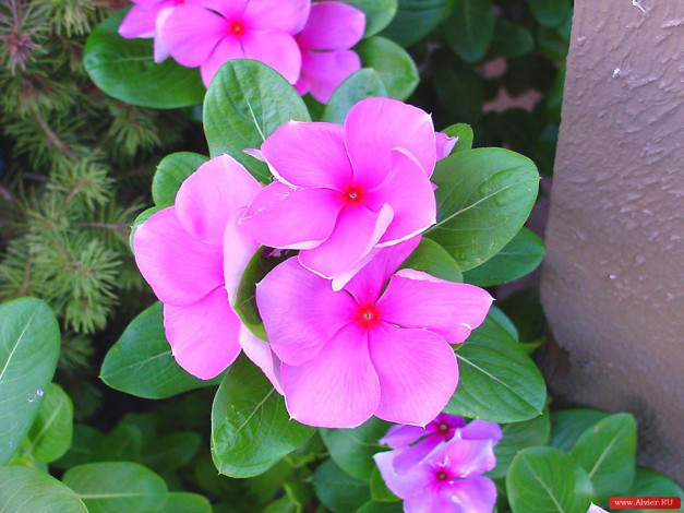 Обои картинки фото цветы, катарантусы