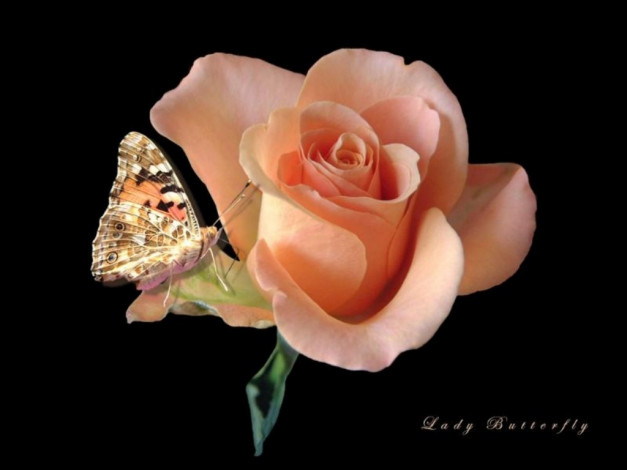 Обои картинки фото цветы, розы