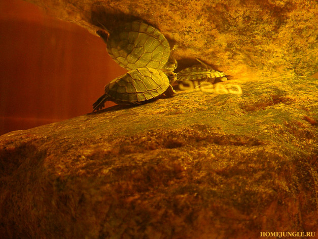 Обои картинки фото животные, Черепахи