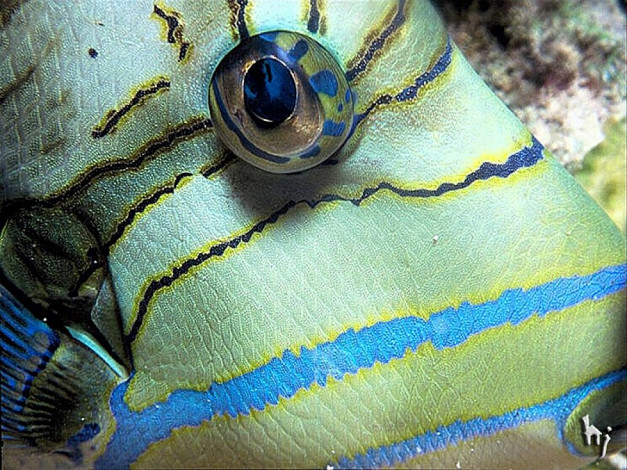 Обои картинки фото животные, рыбы