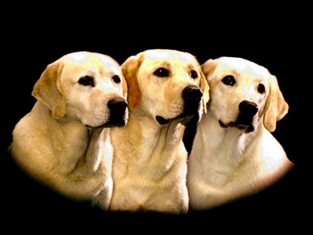 Обои картинки фото животные, собаки