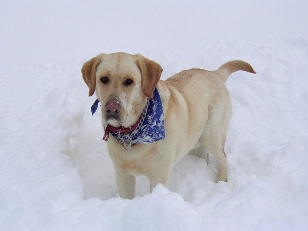 Обои картинки фото животные, собаки