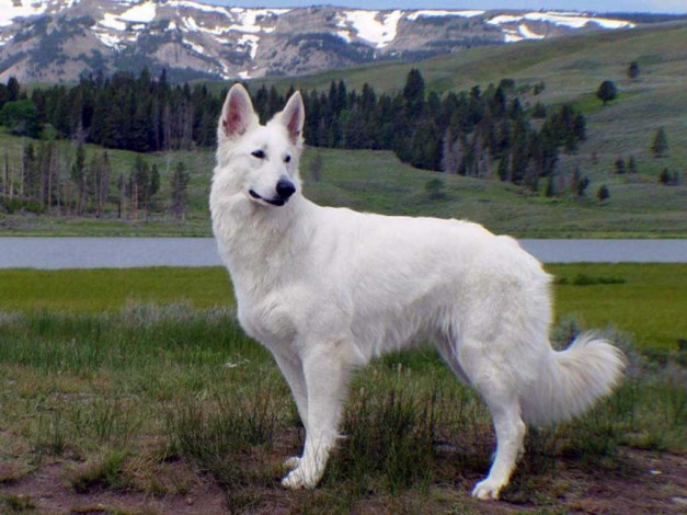 Обои картинки фото животные, собаки