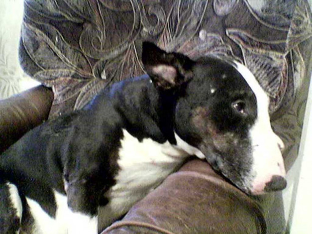 Обои картинки фото животные, собаки