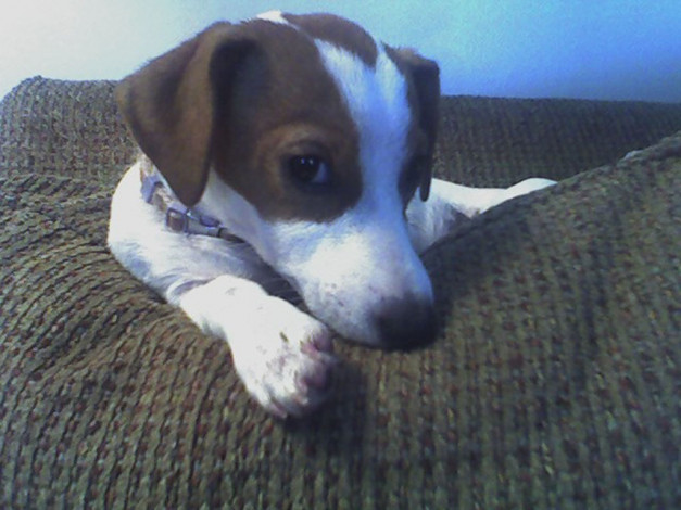 Обои картинки фото животные, собаки