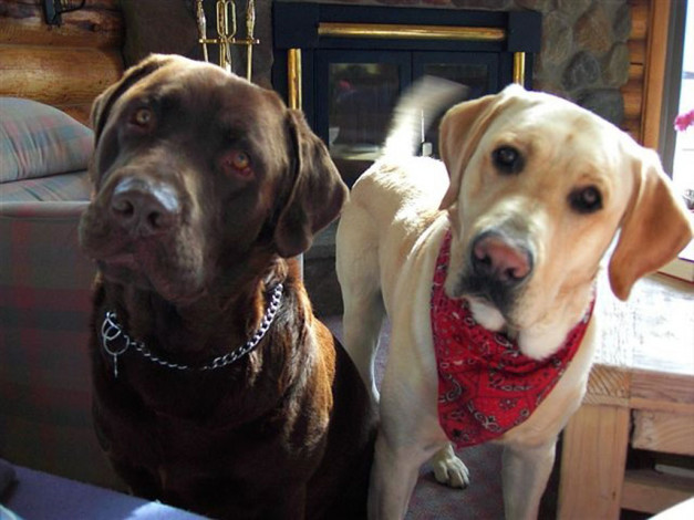 Обои картинки фото животные, собаки