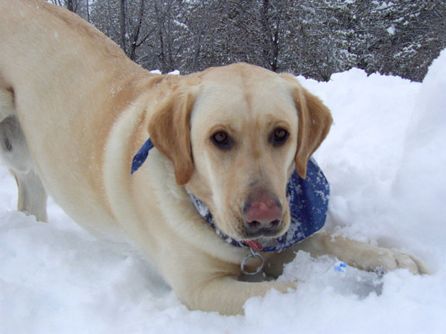 Обои картинки фото животные, собаки