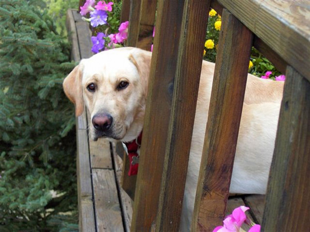 Обои картинки фото животные, собаки