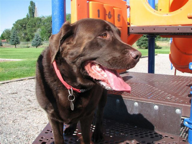 Обои картинки фото животные, собаки