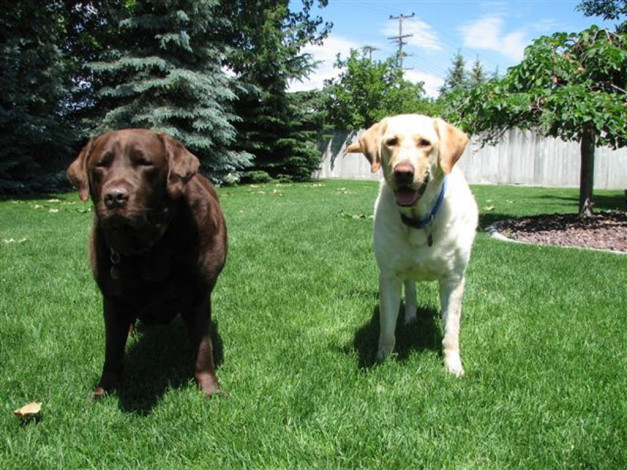 Обои картинки фото животные, собаки