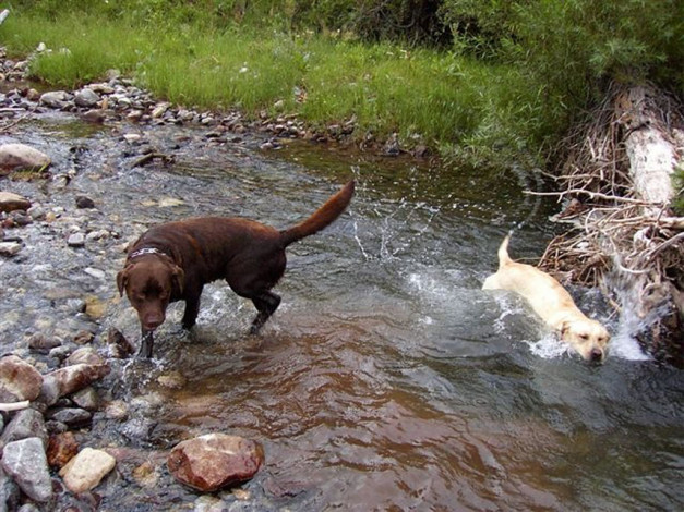 Обои картинки фото животные, собаки