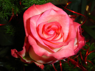 Картинка роза цветы розы