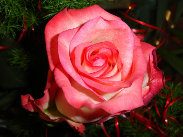 Обои картинки фото роза, цветы, розы