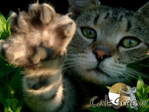 Картинка мяу животные коты