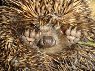 Картинка животные ежи