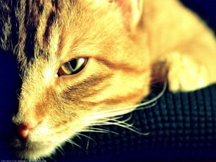 Картинка животные коты