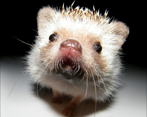 Картинка животные ежи