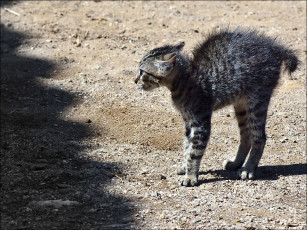 Картинка животные коты