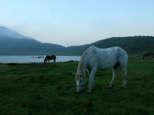 Картинка животные лошади