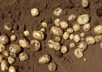 Картинка еда картофель