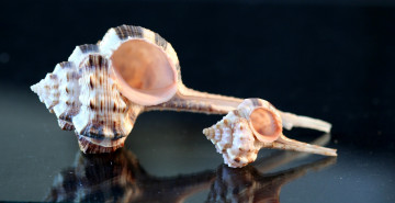 Картинка разное ракушки кораллы декоративные spa камни маленький большой