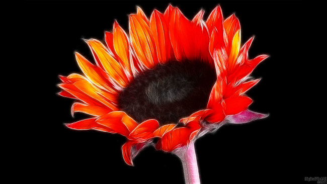 Обои картинки фото 3д, графика, flowers, цветы, фон, цветок, тёмный