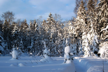 Картинка природа зима лес