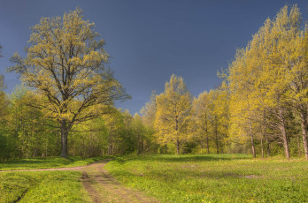 Картинка природа дороги дорога лес