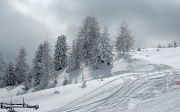 Картинка природа зима снег ели