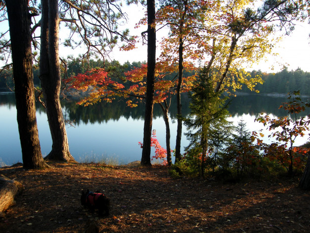 Обои картинки фото канада, онтарио, килларни, природа, реки, озера, река, осень