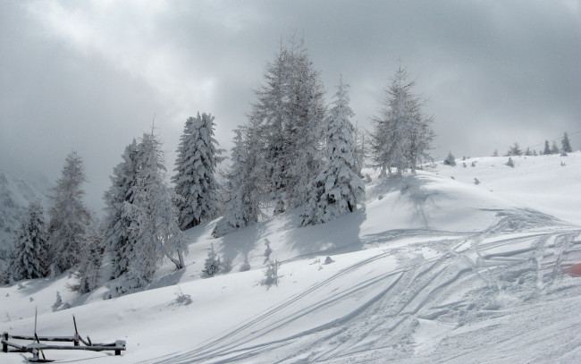 Обои картинки фото природа, зима, снег, ели